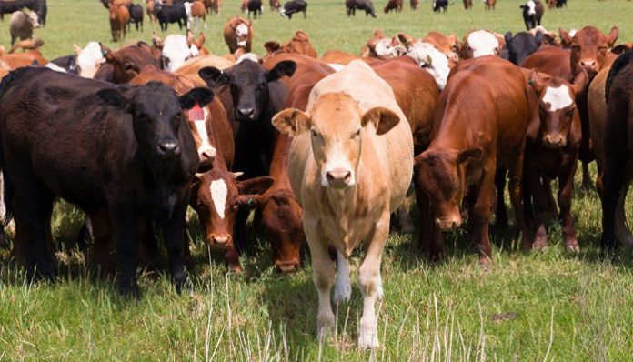 ООО «МясПром» планирует создание в Орловской области молочно-товарной фермы на 1600 голов