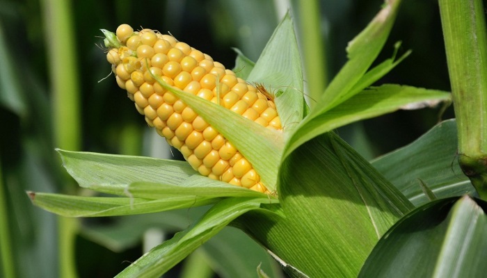 Почти во всех районах Брянской области выявлен стеблевой кукурузный мотылек, заражена четвертая часть посевов кукурузы