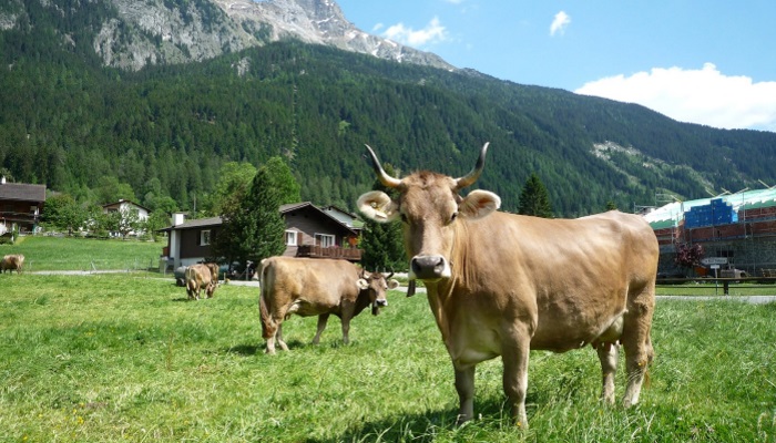 Сохранится ли в Швейцарии привычный уклад сельского хозяйства