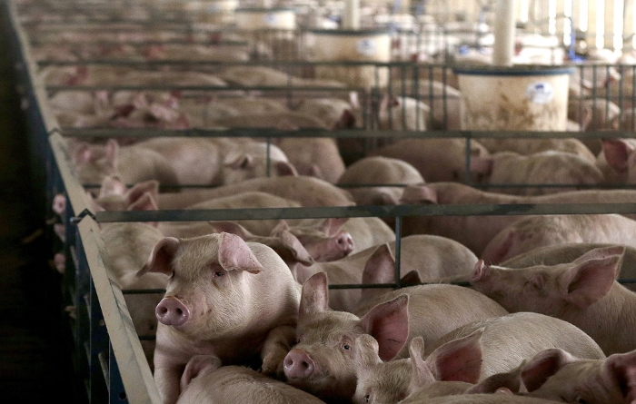 The Guardian рассказала о жестоком обращении со свиньями на британских фермах