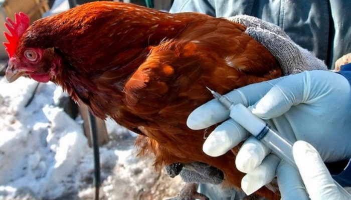 Ученые разработали новую вакцину против птичьего гриппа