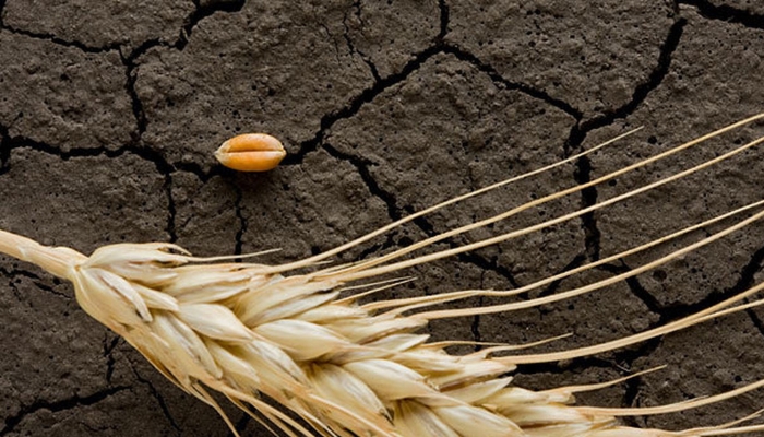 Урожай зерновых более чем на 1 млрд рублей погиб в Оренбургской области из-за засухи