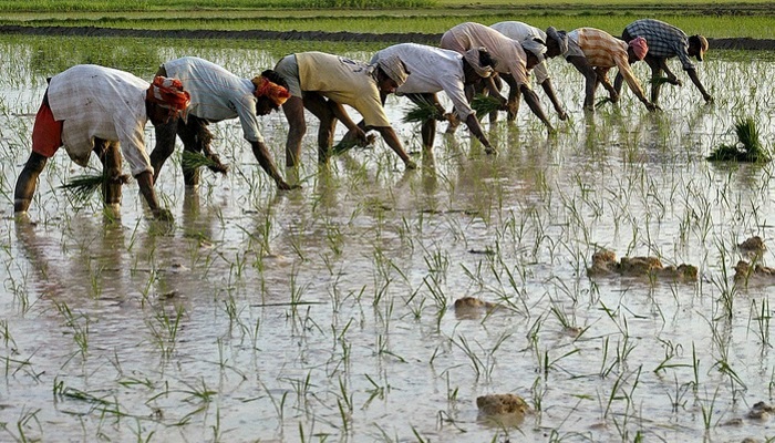 В Индии ожидается большой урожай