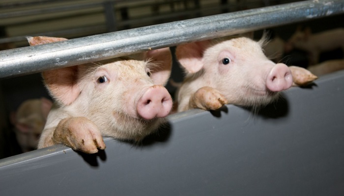 В Молдове разрастается эпидемия африканской чумы свиней