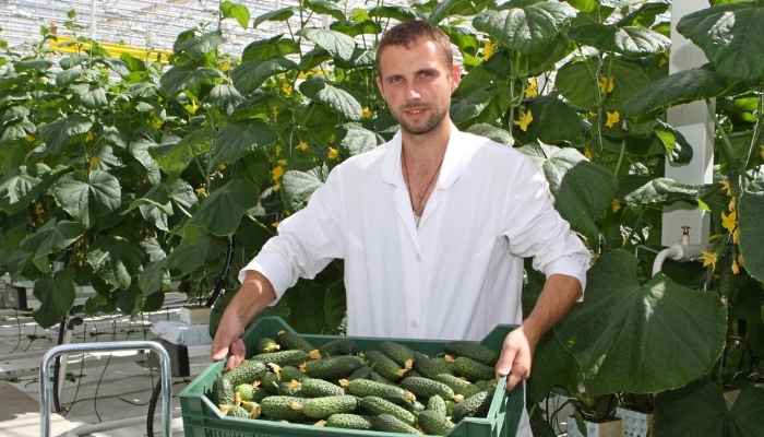 В Подмосковье увеличили сбор тепличных овощей на 77%