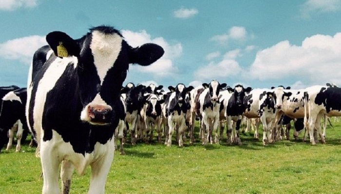 В Татарстане за восемь месяцев произведено 883 тыс. тонн молока