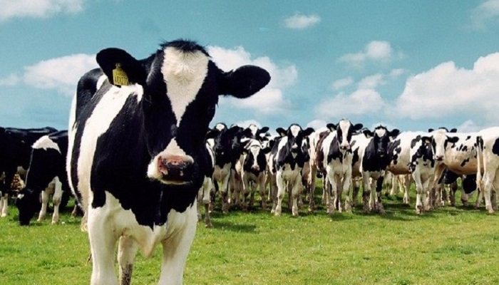 В Тверской области запустили молочный агрокластер стоимостью 5,6 млрд рублей