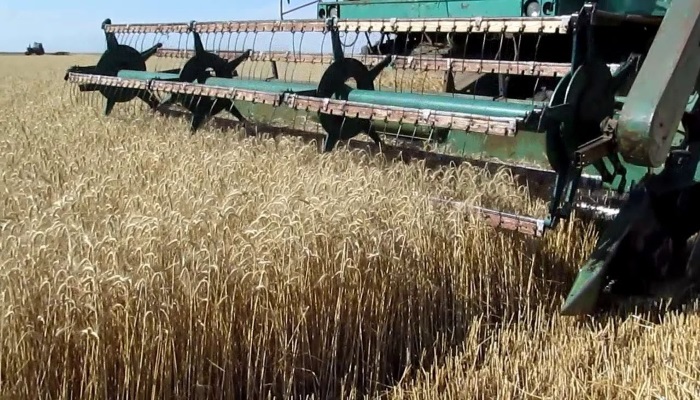 Внутреннее потребление зерна в России - около 78-79 млн тонн