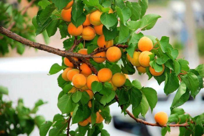 Абрикос — солнечный фрукт