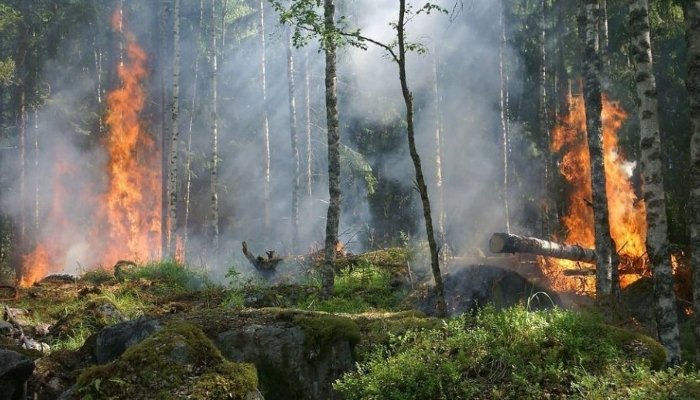 Агрофирма «Ариант» заплатит за ущерб в результате лесного пожара