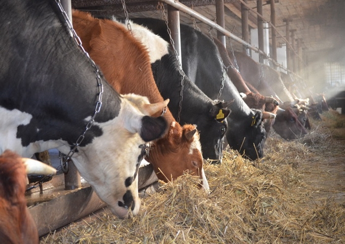 До 45% коров в Новосибирской области являются переносчиками вируса лейкоза