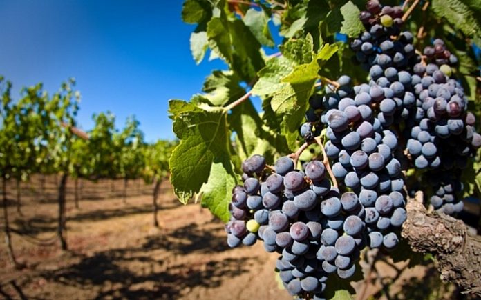 Федеральное агентство по виноградарству и виноделию может быть создано в России