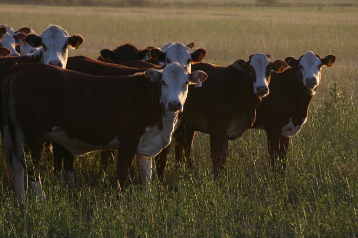 Господдержка позволяет развивать молочное животноводство в Челябинской области