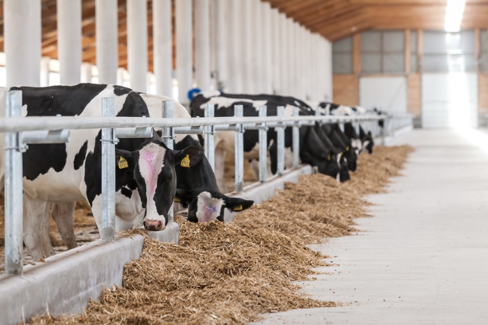 IFCN: количество молочных ферм в мире сократилось на 1%