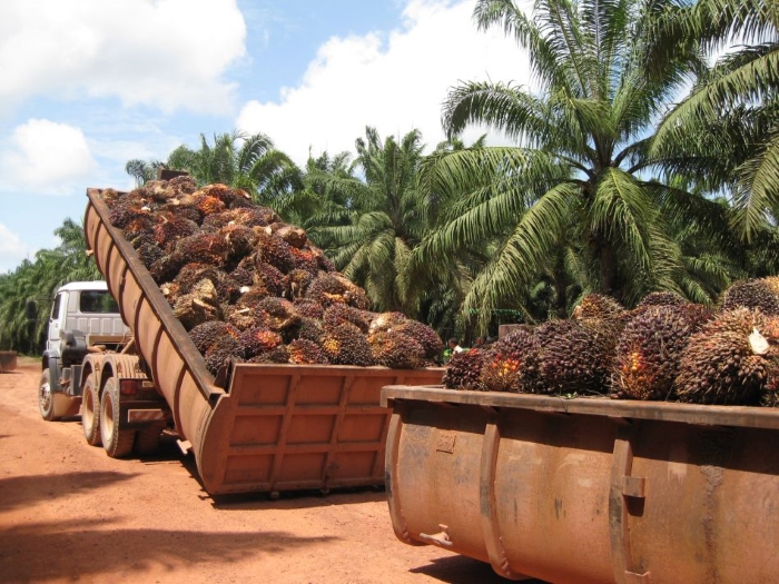 Импорт пальмового масла в РФ в августе вырос более чем в 1,5 раза