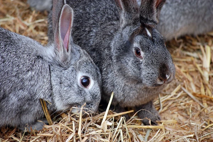 К 2022 году производство крольчатины вырастет в шесть раз