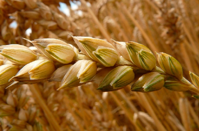 Кабмин выделил 2,47 млрд рублей на обеспечение сохранности госзапасов зерна