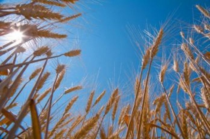 Качество пшеницы приблизилось к прошлогоднему уровню