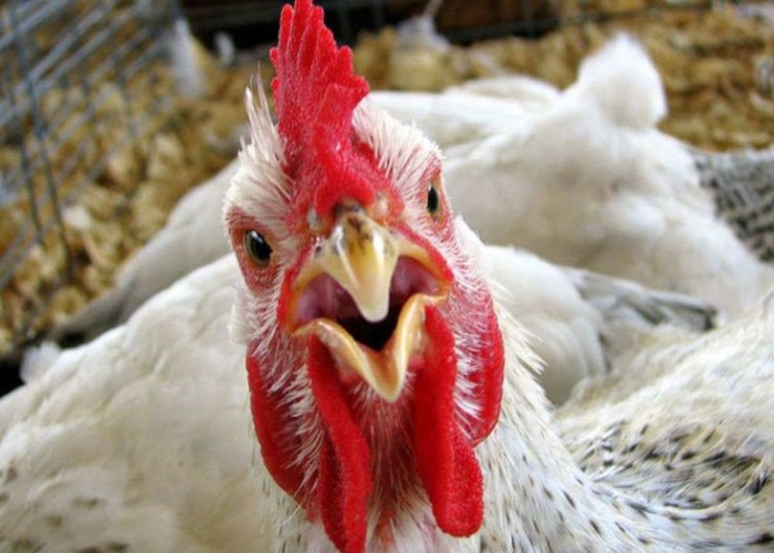 Казахстан продлил запрет на ввоз куриного мяса из России из-за новых вспышек птичьего гриппа