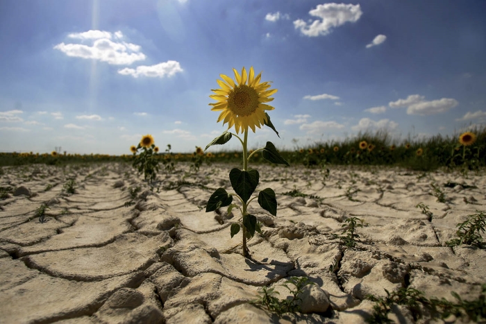 Летняя засуха отразится на странах ЕС