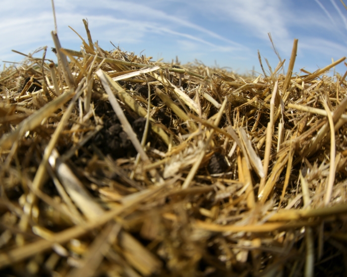 Минсельхоз повысил прогноз экспорта пшеницы