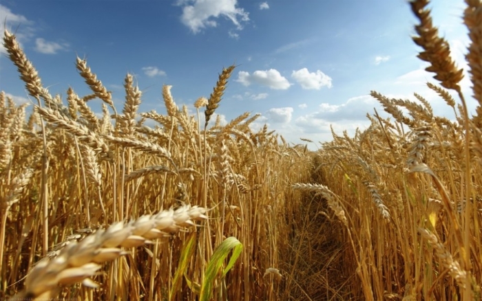 Минсельхоз повысил прогноз урожая зерновых до 109 миллионов тонн