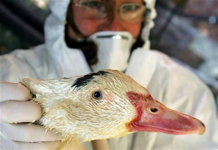 Новый подтип вируса птичьего гриппа уничтожает уток в Китае