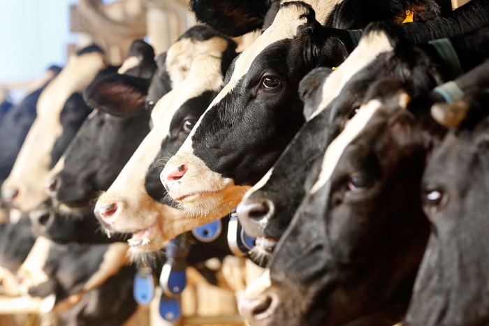 Омских коров привили от неприятного узелкового дерматита