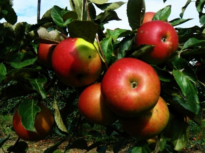 Отечественный сорт яблони в ходе исследований обошел зарубежные аналоги