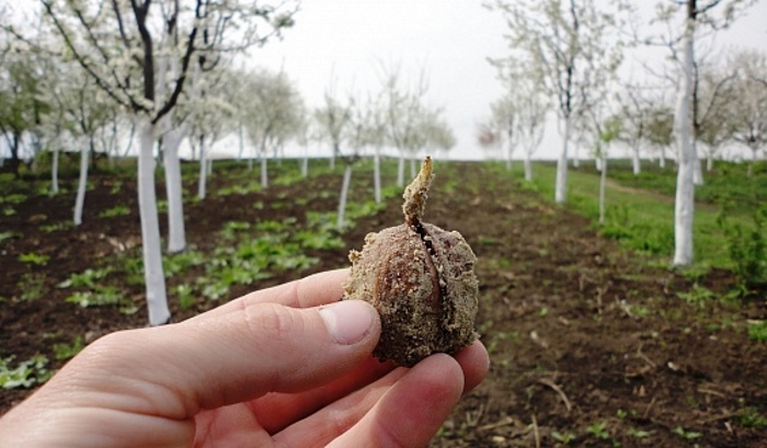 Почти 200 га ореховых садов интенсивного типа заложат в Северной Осетии