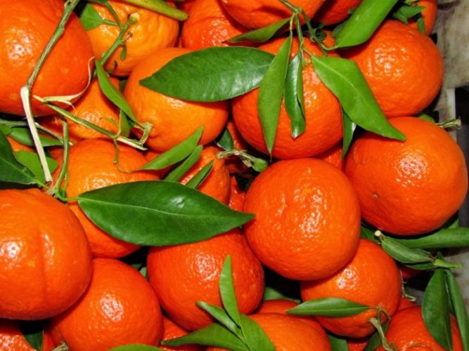 Россельхознадзор не пустил в Россию зараженные мандарины из Турции