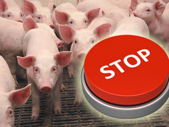 США закрывают границы для польской свинины