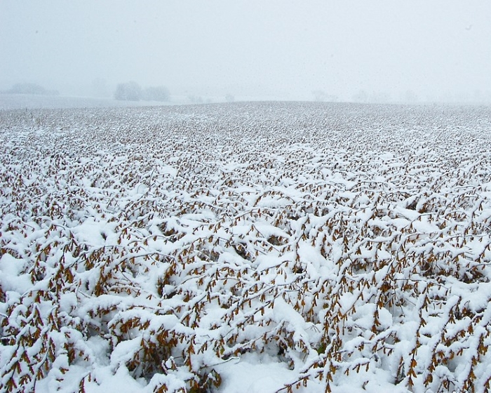 Снегопад остановил уборку сои в Приамурье
