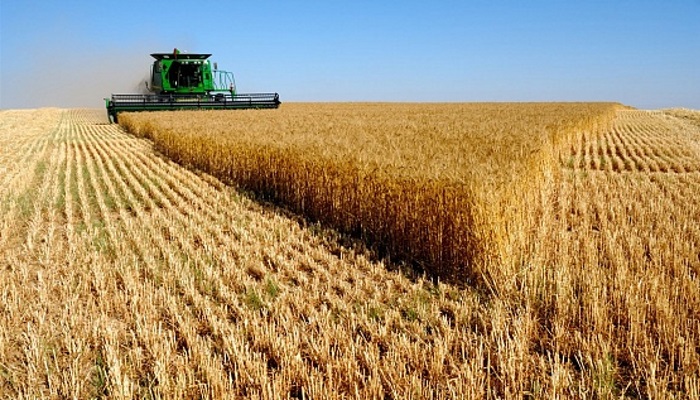 Урожай зерна в Татарстане снизился на четверть