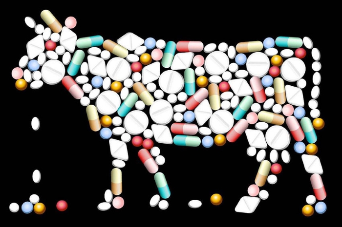 В Европе ужесточат правила использования антибиотиков в животноводстве