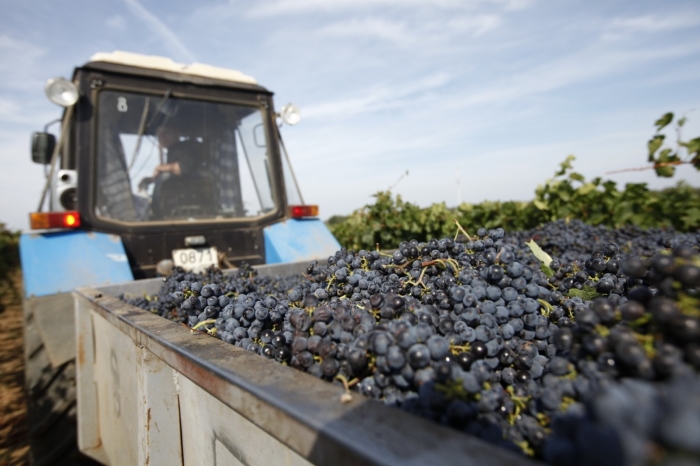 В Краснодарском крае собрали более 200 тыс. тонн винограда