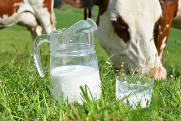 В Псковской области назвали лучшие молочные хозяйства