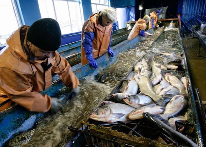 Антимонопольщики заподозрили власти Приморья в навязывании цен на рыбу