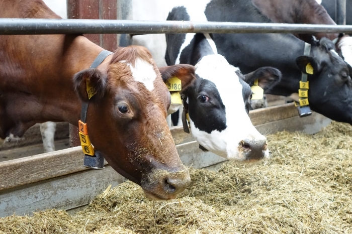 Аграриям Псковской области возместят часть затрат на анализ сырого молока и альтернативное животноводство