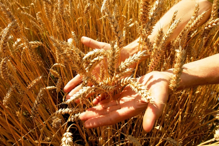 Академик Андрей Папцов: стратегию размещения зерновых и кормовых культур изменит климат