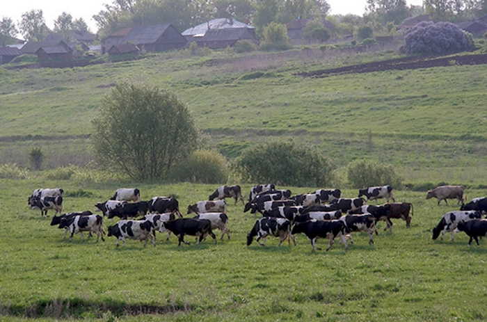 Белоруссия готова работать с российской системой ветсертификации продовольственных товаров