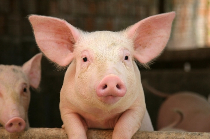 Бороться с африканской чумой свиней в Ленобласти будут до конца 2019 года
