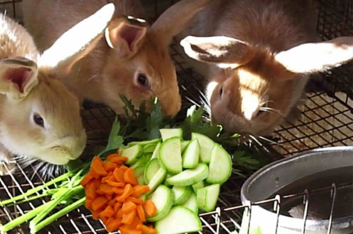 Чем кормить кролика