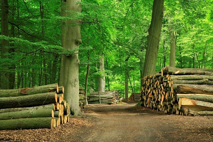 Greenpeace предложил создать в России «лесной огород» на заросших сельхозземлях