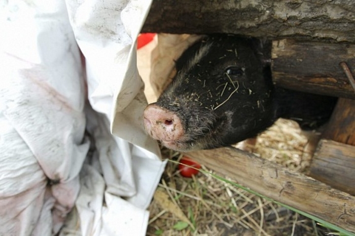 Группа «Талина» запустила третью очередь свинокомплекса-стотысячника в Мордовии