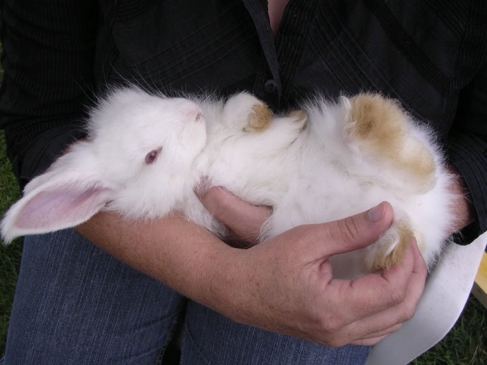Как правильно приобретать кроликов и обращаться с ними