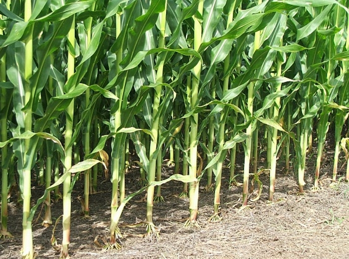 «Калининградская мясная компания» расширит посевы кукурузы и трав на 24%