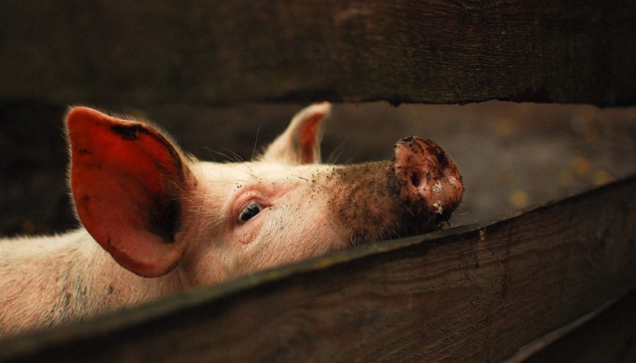 Конституция, экстерьер и производственные типы свиней
