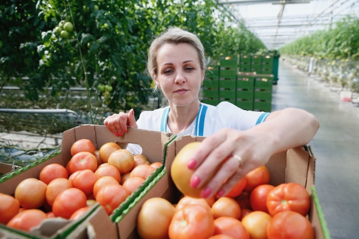 Краснодарский край – лидер по производству тепличных овощей