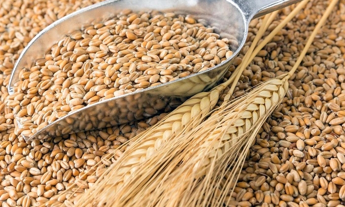 Латвия вошла в число лидеров по импорту российского зерна